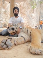 AD Singh tames full grown Tigers in tiger temple, a place on the remote outskirts of bangkok is situated in kanchanaburi on 13th May 2012 (11).jpeg